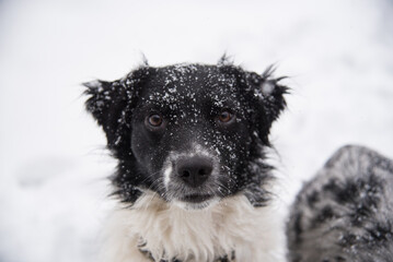 Happy Australian Sheppard and Golden Doodle Dogs and Puppies Playing in the Snow in Michigan During Winter