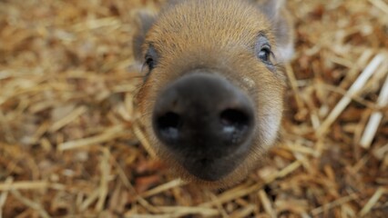 Cute little piglet funny sniffing camera, pig and organic meat farm