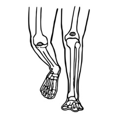 Human legs hand drawn icon. Anatomical structure of the knee and ankle joints doodle art.