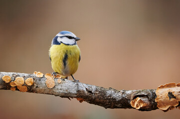 Eurasian blue tit,Cyanistes caeruleus.