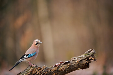 Eurasian jay (Garrulus glandarius)