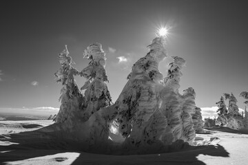 Winter on the Ridge of Jesenik mountains (CZ Jeseníky, PL Wysoki Jesionik, DE Altvatergebirge)