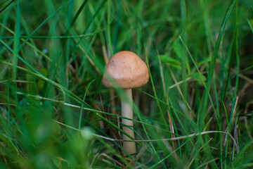 Mushroom in the grass