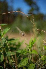 Spider