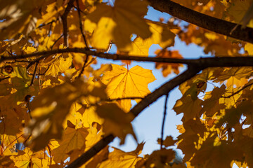 Naklejka na ściany i meble Autumn