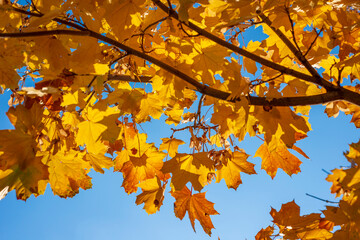 Autumn leaves against sky