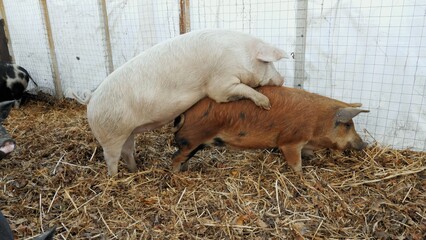 Two pigs copulate on a free-range pig farm. Breeding of purebred pigs and organic meat