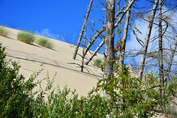 Moving sand dunes and dead trees in Slowinski National Park near Leba in Northern Poland