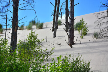 Moving sand dunes and dead trees in Slowinski National Park near Leba in Northern Poland