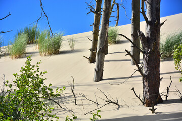 Moving sand dunes and dead trees in Slowinski National Park near Leba in Northern Poland