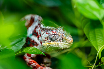Camouflage chameleon is hiding on a branch