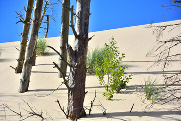 Moving sand dunes and dead trees in Slowinski National Park near Leba in Northern Poland
