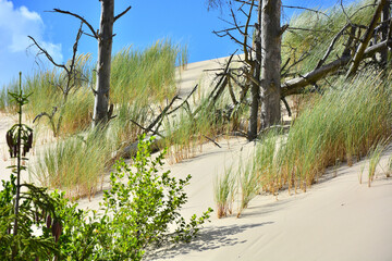 Moving sand dunes and dead trees in Slowinski National Park near Leba in Northern Poland