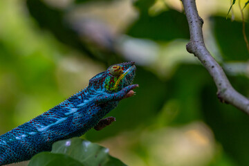 Colourful chameleon is trying to reach another branch
