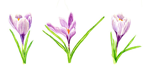 Set of three watercolor spring crocus flowers. Isolated illustration on white background. Hand drawn painting.