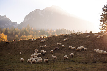 Free range sheeps with shepherd, animals eat grasses and other low-growing vegetation and ruminate chew the cud