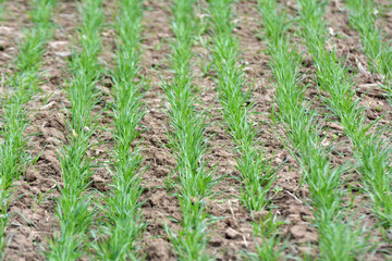 Winter wheat sowings