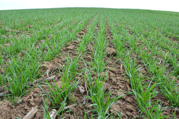 Winter wheat sowings