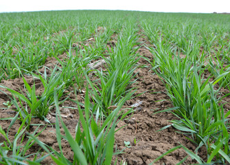 Winter wheat sowings