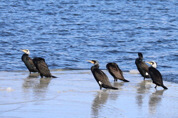 Kormoran, kormorany, cormorant,