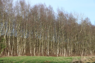 Wanderung im Winter auf dem Nordpfad Eichholz und Franzhorn (Hiking in winter time in northern Germany) | Junge Moorbirken (young birches in the peat bog)
