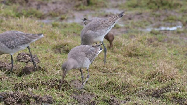 Black-tailed Godwit, Limosa limosa in environment
