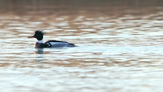 Red-breasted merganser swimming in a lake.