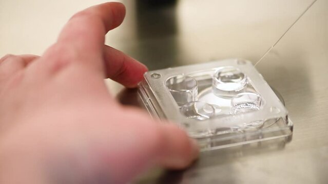 process of artificial insemination of an egg in an IVF clinic. Reproductive medicine, in vitro fertilization