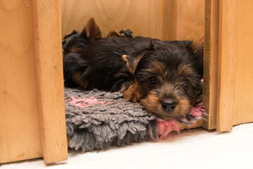Australian Silky Terrier puppies peek out of the kennel.