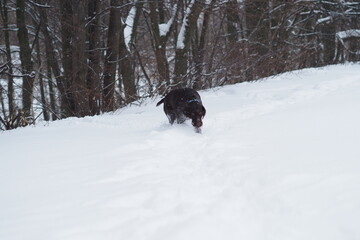 Hunting dog, German Drathaar in winter in the field. Winter hunting. . High quality photo