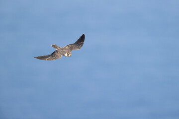 Eleonora's falcon (Falco eleonorae) in high speed in flight.