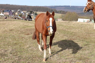 Pferdeweide. Koppel. Reitpferde.