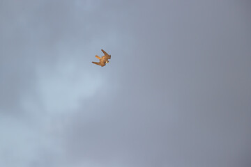Eleonora's falcon (Falco eleonorae) in high speed in flight.