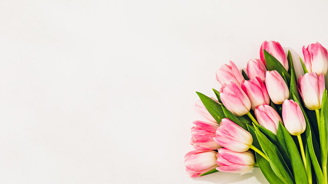 Pink tulips on white. Flat lay with copy space