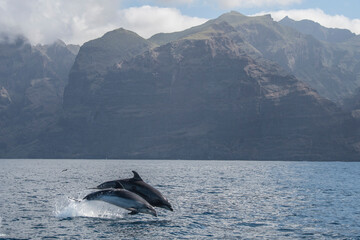 two dolphins jumping out of the water on a background of volcanic cliffs in tenerife