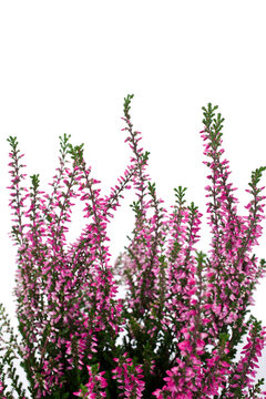 Heather with pink flowers isolated on a white background.