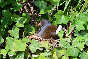 Ein brütendes Teichhuhn (Gallinula chloropus) auf dem Nest.