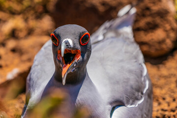 Swallow-tailed gull under the scorching sun