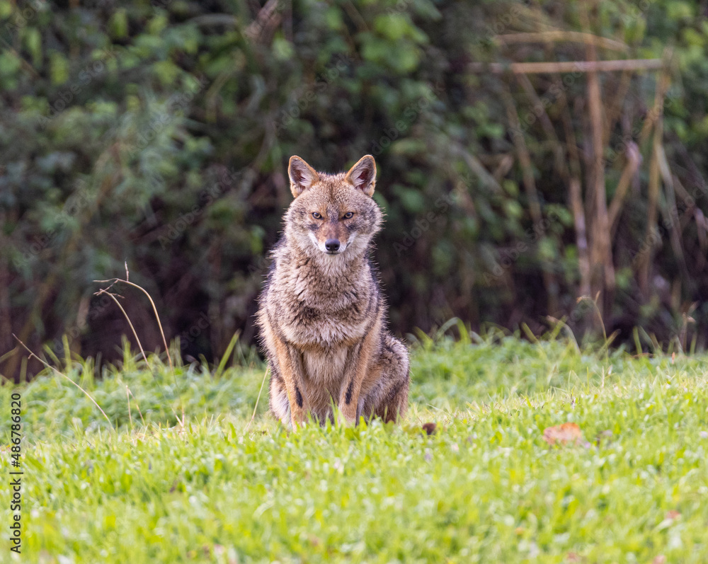 Poster A closeup of a Golden jackal in a field