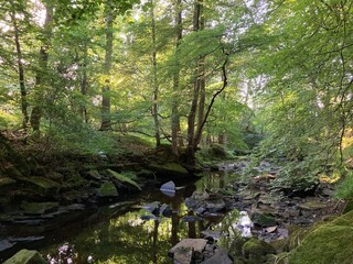 River flowing through peaceful woodland in summer