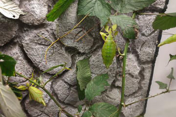 Philippine walking leaves or leaf insects (Phyllium philipinicum) in a terrarium
