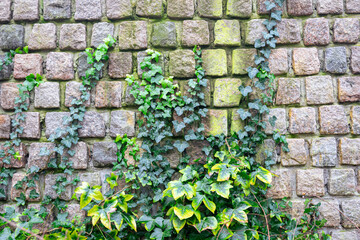 Common ivy (Hedera helix) climbs up against a brick wall. Suitable as background or wallpaper.