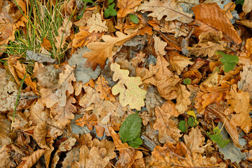 Autumn leaves on golden background. Autumn forest background. Yellow leaf