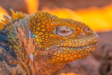Golden Galapagos land iguana 