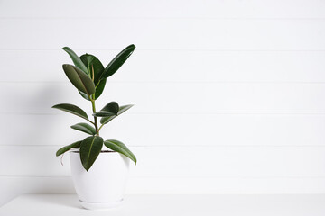 green plant in minimalist interior decor