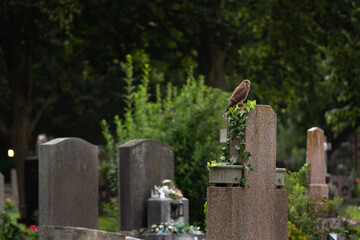 Common kestrel sit on the grave. Kestrel in the city. European wildlife. 