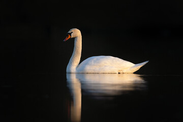 Mute swan on the pond. Swan swim on the surface. Ornithology during winter sazon. European nature. 