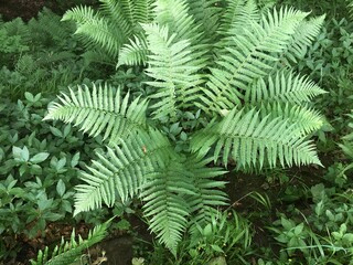 Group of woodland ferns in natural setting