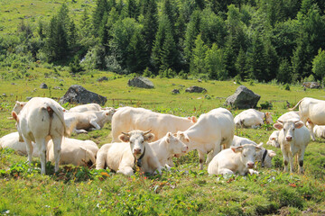 Obraz premium The Poursollet lake in the massif of Taillefer in the french alps 