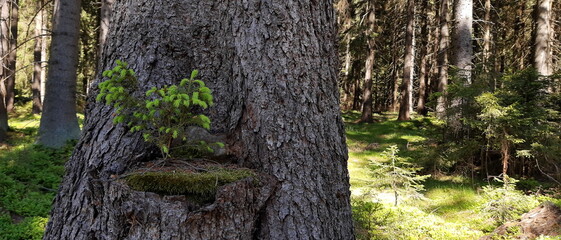 Zima, śnieg, drzewa